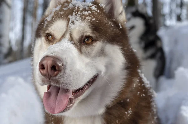 Porträtt siberian husky hund på vintern bakgrunden efter snöfall medan promenader i naturen. Snötäckta munkorg närbild. — Stockfoto