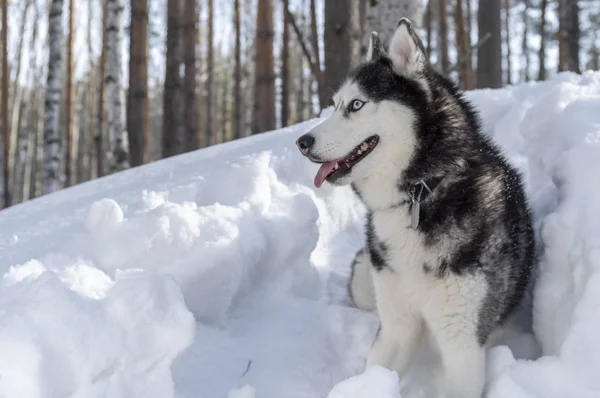 Perro husky siberiano en el fondo de invierno después de las nevadas mientras camina en la naturaleza . —  Fotos de Stock