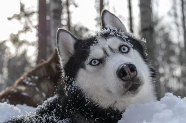 Siberische husky hond portret. — Stockfoto