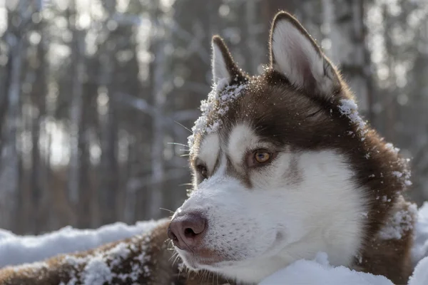 Сибірський портрет собаки хаскі . — стокове фото