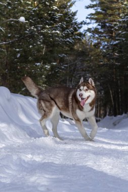 Sibirya Husky köpek kahverengi renk karda winer ormandaki. 