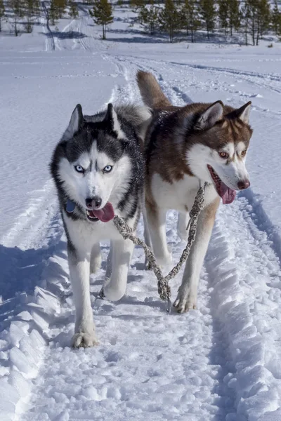 Running dogs. Siberian Husky dogs in sunny winter walk. Front view. Stock Image