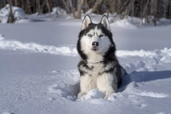 Husky köpek karda. Siyah ve beyaz kış mavi gözlü Sibirya husky yürümek. — Stok fotoğraf