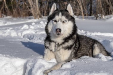 Husky köpek üstünde kar. Siyah ve beyaz Sibirya husky mavi gözlü.