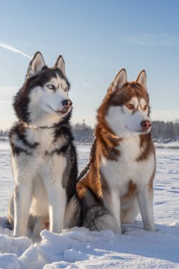 Kar Husky köpekleri. Siberian dış yapraklar kış yürüyüş.