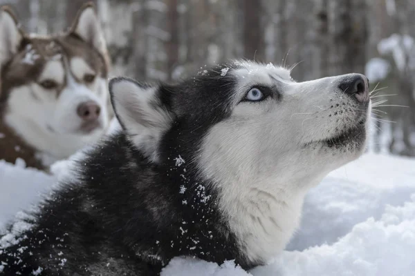 Heulen Husky Dog. Sibirische Huskys im Winterwald. — Stockfoto