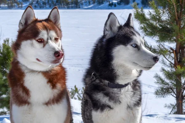 Chiens husky sibériens. Portrait d'hiver . — Photo