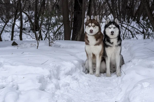 Dois cães sentados na neve. Cães husky siberianos na floresta de inverno . — Fotografia de Stock