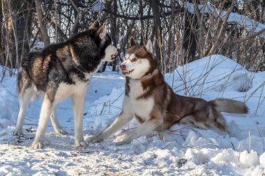 Siberian dış yapraklar köpekler kış orman içinde oynamaya. Kavga, homurtu, saç üstünde duruş mücadelede son ile savaşmaya hazır.