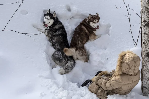 Dois cães deitados na neve profunda com uma jovem. Vista superior, Animais de estimação com a anfitriã caminhando na floresta de inverno — Fotografia de Stock