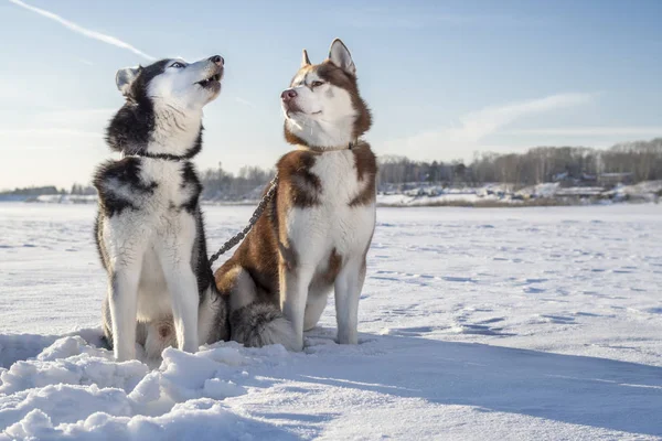 Husky собаки на зимові прогулянки. Сибірський хаски виє, коричневий хаски дивиться на нього. Сонячний зимовий пейзаж. — стокове фото