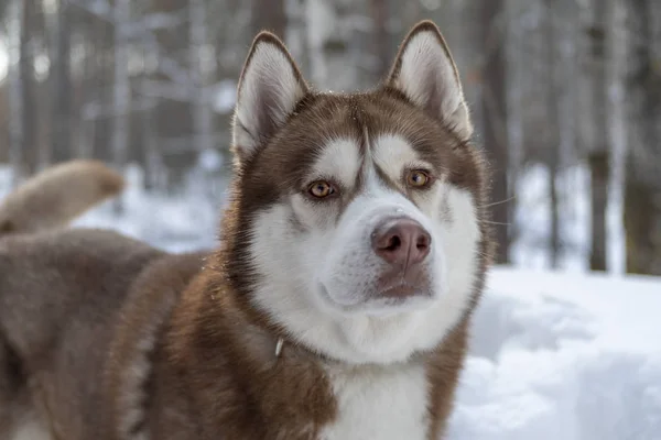 Siberian husky hunden i vinter skog. Vinter porträtt, framifrån — Stockfoto