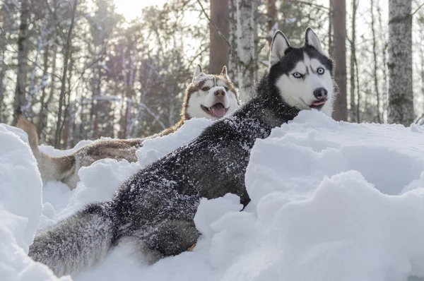 Two Siberian husky dogs lie in snowdrift in winter forest. Winter sunny portrait, front view — Stock Photo, Image