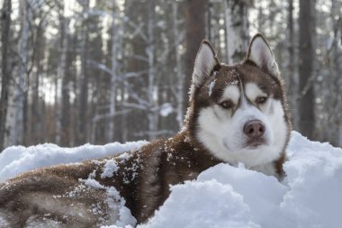 Sibirya husky köpek yalan üzerine kar kış orman içinde. Kış portre, önden görünüm