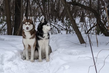 İki harika Sibirya Husky köpek karda kışın orman oturmak.