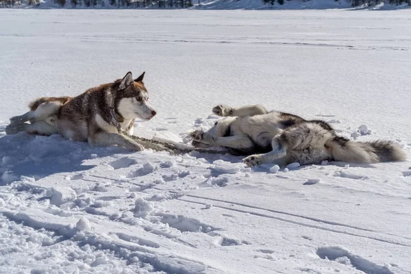 Perros jugando y acostados en la nieve. perros husky siberianos se divierten luchando en el paseo de invierno —  Fotos de Stock