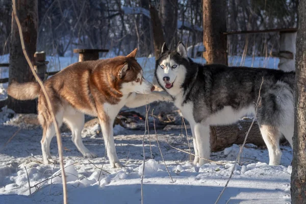 Schor honden spelen in het bos van de winter. Siberische husky hond raakt nog een hond uit te nodigen om te spelen — Stockfoto