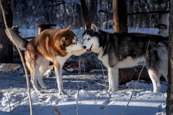 Sibirischer Husky berührt einen anderen Hund, der zum Spielen einlädt — Stockfoto