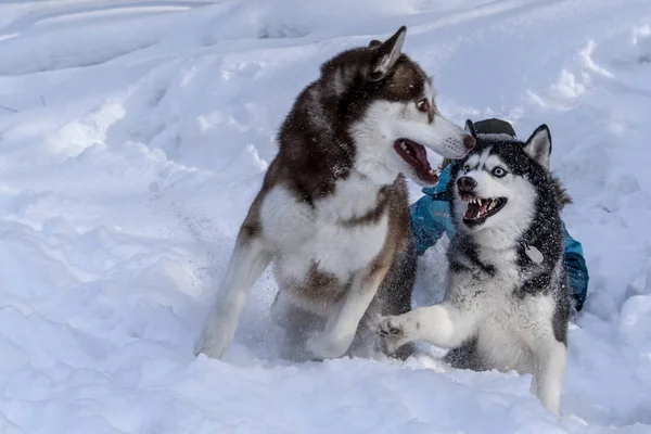 Honden spelen in de sneeuw. Siberische husky honden hebben leuke gevechten en bijten — Stockfoto