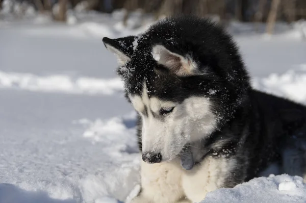 Siberian Husky cane sta guardando sulla neve , — Foto Stock
