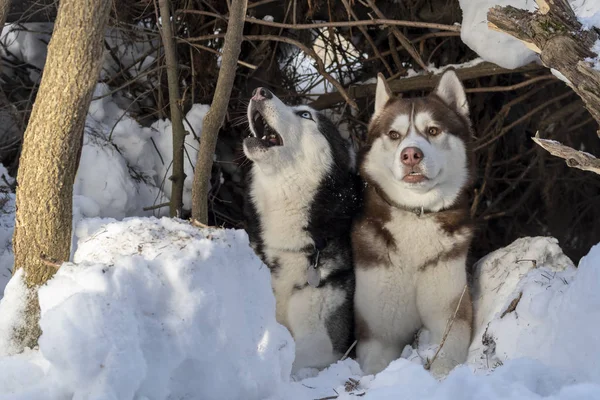 Смішні собаки ховаються в снігозаметі в зимовий ліс. Браун собака Husky дивиться на чорному виття сибірські Хаскі — стокове фото