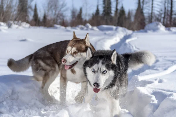 Siberian husky cães engraçado corre em trilha nevada no campo — Fotografia de Stock