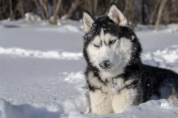 Pies Husky. Syberyjski Husky z niebieskimi oczami w śniegu. — Zdjęcie stockowe
