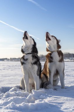 Güzel Siberian Huskies onların namlu yukarı yükseltmek Howl. Mavi gökyüzü ve beyaz kar ile Kış güneşli manzara