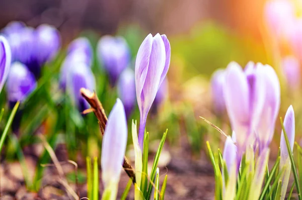 Bahar çiçeği. Güneşin doğuşunda bahar çiçekleri alanı. Seçici odak, yakın çekim