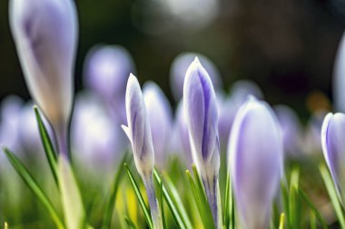 Defocused güzel beyaz ve mavi çiçekler. Narin tomurcuklar ile genç bahar çiçekleri