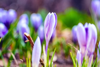 Çayır çiçek bahar doğa peyzaj Lila çiçek. Sabah rüya gibi nazik bir görüntü. Yumuşak odaklama