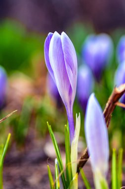 Doğal arka planda çayır çiçek bahar doğa manzara vahşi Lila çiçek. Sabah erkenden rüya gibi nazik bir görüntü. Yumuşak odaklama