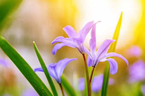 Primavera selvatici fiori lilla rosa sul prato su sfondo di luce solare. Immagine artistica dolce e sognante. Concentrazione selettiva morbida — Foto Stock