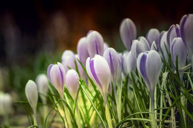 Çiçekli bahar doğa peyzaj Lila çiçekler çayır. Ormanda alacakaranlık nazik görüntü rüya. Yumuşak odaklama