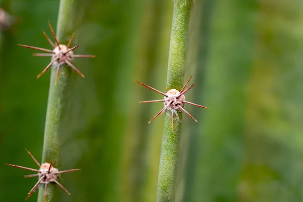 Primer plano de las espinas sobre cactus verdes, cactus de fondo con espinas rojas —  Fotos de Stock