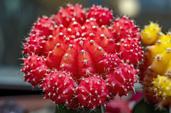 Kaktus czerwony, Gymnocalycium mihanovichii variegata. — Zdjęcie stockowe