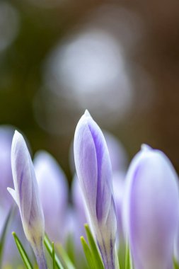Güzel çiçekler. Açılmamış narin tomurcukları ile genç bahar çiçekleri
