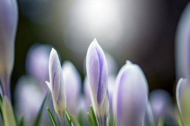 Kontra ışıkta güzel çiçekler. Açılmamış narin tomurcukları ile genç bahar çiçekleri