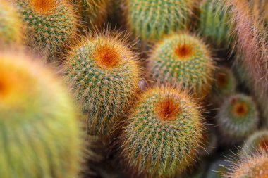 Uzun, ince dikenler, kaktüs yoğun çalılıkları, havai görünüm, arka plan ile kaktüs grubu.