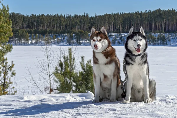 Siberian cães husky sentar-se no fundo de um vale ensolarado nevado . — Fotografia de Stock