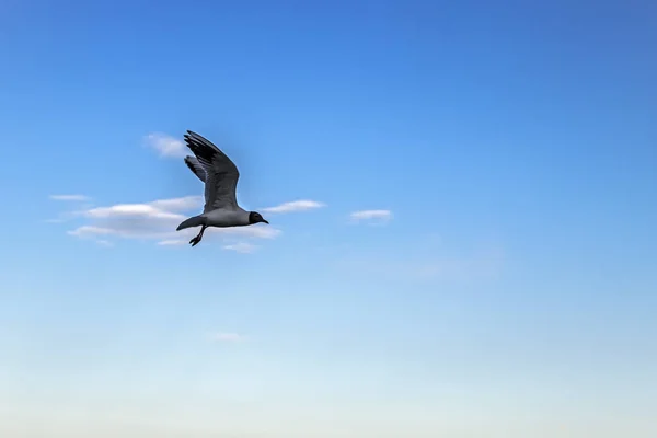 Silhueta de gaivota contra o céu azul. Gaivota de pássaro branco voando no céu ensolarado. Gaivota selvagem com fundo azul natural . — Fotografia de Stock