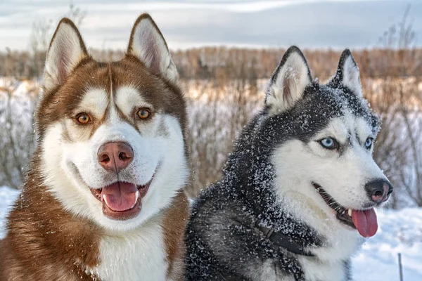 Chiens en promenade hivernale. Portrait deux chiens husky dans la neige . — Photo