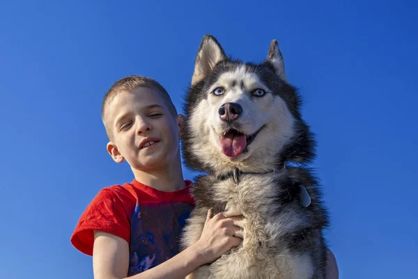 Boy hugged with love Siberian husky dog on blue background. Isolated on blue. Family lifestyle. — Stock Photo, Image