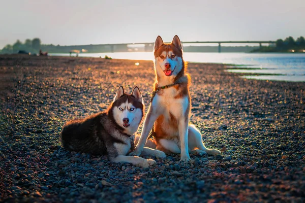 Portret van twee honden aan de rivier. Siberische husky honden op een wandeling op de zonnige oever. Zomeravond. Honden kijken er goed naar uit. — Stockfoto