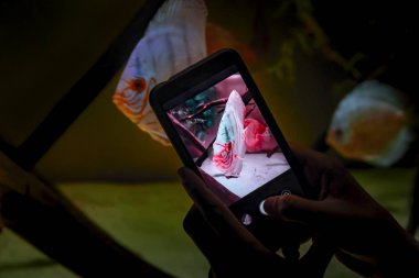 Cep telefonuyla balık fotoğrafı çekiyor. Ekran cep telefonu fotoğraf balık disk. Akvaryumda yüzen balıklar.