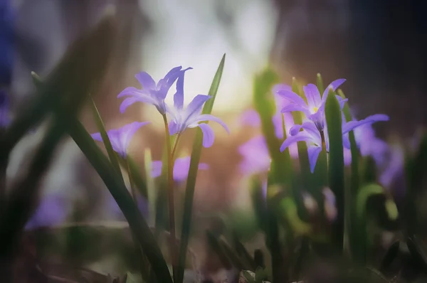 Close-Up Of Purple Flowers in the shadow On spring Field. Selective Focus. — Stock Photo, Image