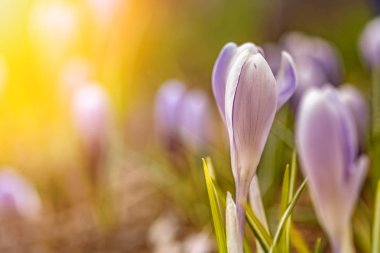 Güneşli ışıkta güzel çiçekler. Açılmamış narin tomurcukları ile genç çiçekler