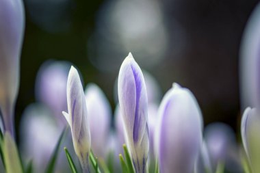 Defocused Narin tomurcukları ile güzel beyaz ve mavi çiçekler
