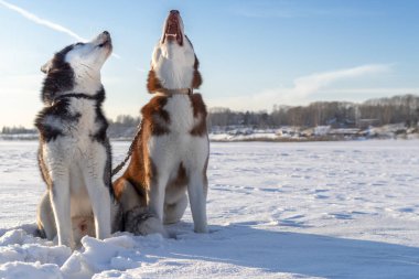 Köpekler ulur. İki Sibirya huskies köpek ağızları kadar ulumak.