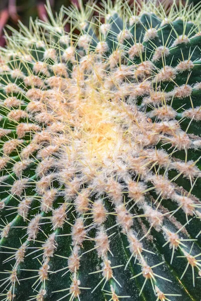 Cactus met gouden dunne stekels, cactussen met dikke gele naalden, uitzicht van bovenaf. — Stockfoto